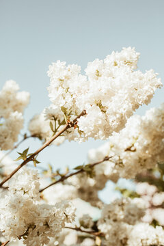 Blooming white lilac flowers bush. Natural summer floral composition © Floral Deco