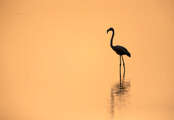 Greater Flamingo at sunrise, Bahrain