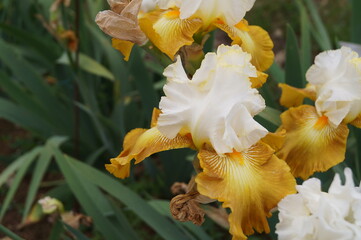 White and yellow iris with brown shades in a garden in Florence