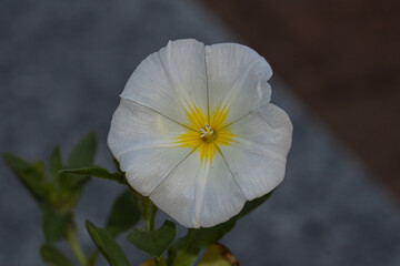 petunia axillaris bianca con tratti gialli al centro