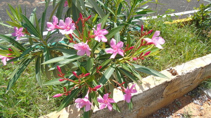 spring flowers in the garden