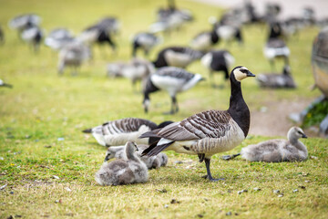 canada goose on a meadow