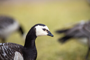 canada goose branta canadensis