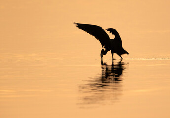 Silhouette of Western reef heron fishing during morning hours, Bahrain