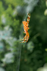 ventral view of european garden spider, Araneus diadematus, on its orb web
