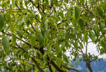 Leaves and fruits of European nettle tree (Celtis australis)