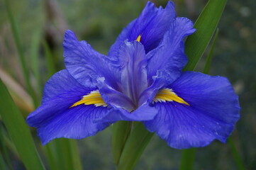 Blue and yellow iris in a Florence garden