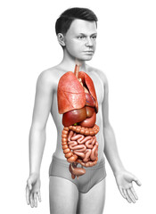 3d rendered medically accurate illustration of boy Digestive System