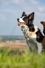 Border collie dog sitting in green grass on a hill on a sunny day. Doberman's head in the frame. Vertical orientation.