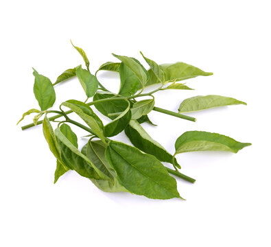 Thai herb, Colubrina asiatica (L.) Brongn.