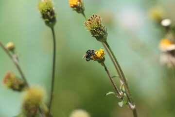 ladybird on a flower