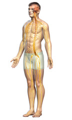 3d rendered medically accurate illustration of a male nervous system