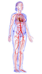Obraz premium 3d rendered medically accurate illustration of Female arteries