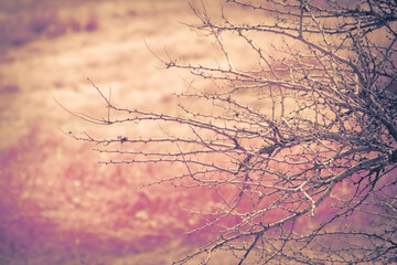 Beautiful dry grass background, yellow forest for background.