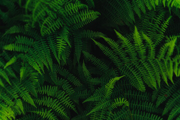 Green fern leaf background, textures.