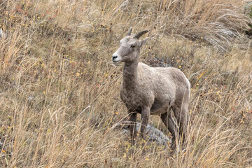 Naklejka na ściany i meble Bighorn Sheep ewe