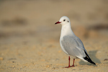 Black-headed gull at Busaiteen beach, Bahrain