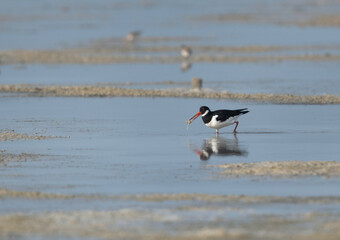 Oystercatcher with prey at Busaiteen beach, Bahrain