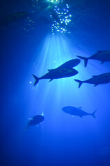 Shark silhouette at the aquarium