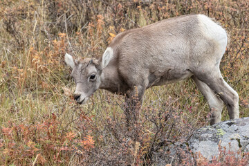 Bighorn Sheep lamb