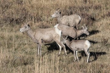Naklejka na ściany i meble Bighorn Sheep family group