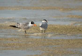 Caspian terns at Busaiteen beach, Bahrain