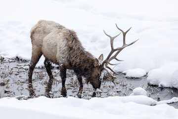 Bull Elk feeding in a running stream