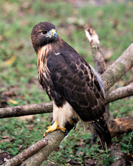 Hawk bird stock photo.  Image. Portrait. Picture. Hawk bird perched on branch with background.  Hawk bird close-up profile.