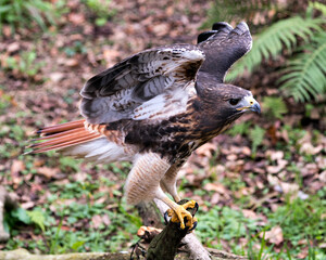 Hawk Bird Stock Photos.  Image. Portrait. Picture. Spread wings. Foliage foreground and background. Beautiful bird.