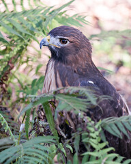 Hawk Bird Stock Photos.  Image. Portrait. Picture. Bird head close-up profile view. Blur background.