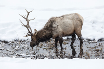 Bull Elk feeding in a running stream
