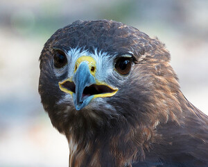 Hawk bird stock photo.  Hawk bird head close-up profile.  Hawk bird close-up blur background