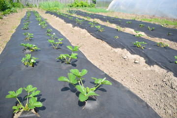 Strawberry bushes grow on the black geotextile, agrotextile 