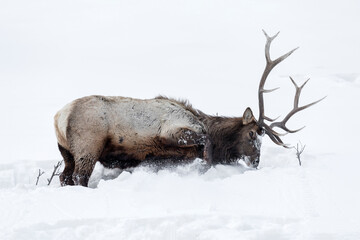 Adult mature Bull Elk searching for food in the snow