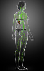 3d rendered medically accurate illustration of a female lymphatic system