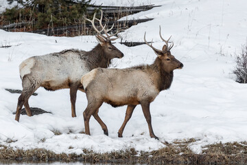 Elk - a young and mature male together