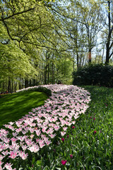 Keukenhof tulip gardens, The Netherlands