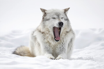 Obraz premium Gray Wolf - big yawn