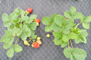 Red strawberries on the geotextile under the net for protection from birds