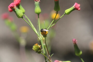 ladybug on a flower