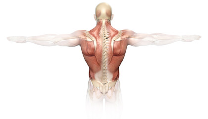 Back muscles of a man with spine, medically 3D illustration - obrazy, fototapety, plakaty