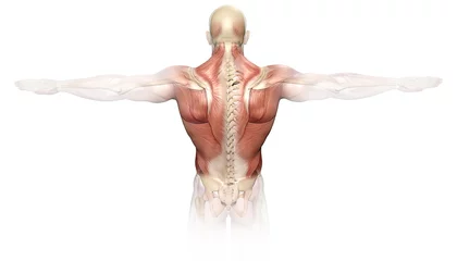 Foto op Canvas Back muscles of a man with spine, medically 3D illustration © Axel Kock