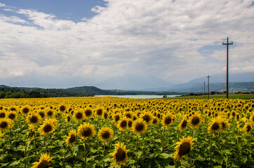 Obraz premium Girasoli - Fiori - Giallo - Sunflower