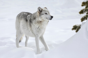 Obraz premium Gray Wolf