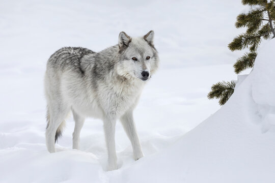 Free Wolf Images – Browse 1,082 Free Stock Photos, Vectors, and Video ...
