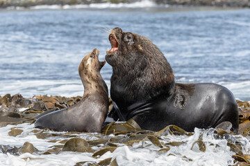 Fototapeta premium Southern Sea Lion male and female courtship