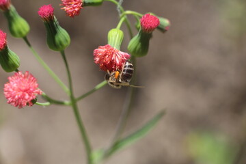 bee on a flower