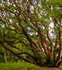 Fototapeta premium Beech Woods Trees