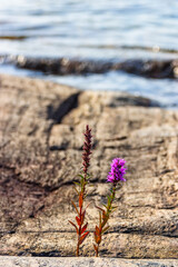 Purple loosestrife flowers at a rocky beach