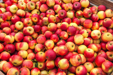 Red apples in a box at harvest